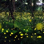 Fireflies